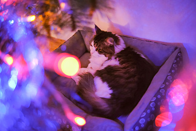 家猫享受圣诞彩灯