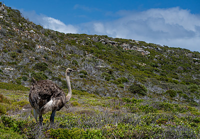 野生鸵鸟在南非开普敦郊外的开普半岛的桌山国家公园的开普角自然保护区的美丽风景中