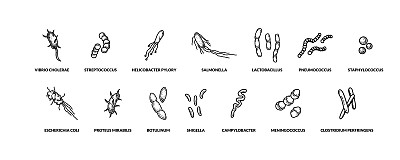 一套手绘不同类型的细菌。矢量插图素描风格。写实科学制图