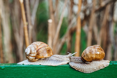 螺旋pomatia(罗马蜗牛，勃艮第蜗牛，可食用蜗牛，蜗牛)是一种大型，可食用，呼吸空气的陆地蜗牛。腹足类。两只蜗牛在交配。乌克兰动物群