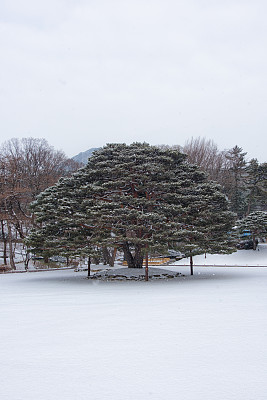 雪松