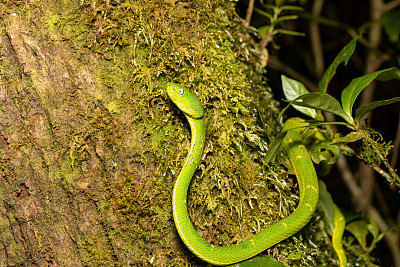 侧边Bothriechis lateral，绿青蛇，Santa Elena，哥斯达黎加野生动物