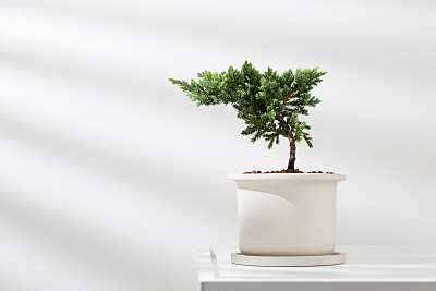 室内植物