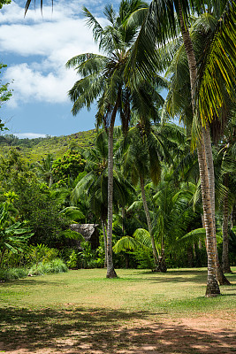 塞舌尔茂密丛林前草坪上的棕榈树。