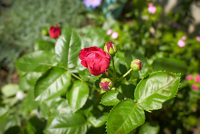 红色的罗莎线雷诺，玛丽玫瑰，查尔斯雷尼麦金托什在花园里。夏天和春天。