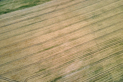 明亮的夏日，成熟小麦的黄色耕地的空中景观