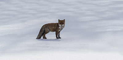 狐狸在阿布鲁佐亚平宁山脉的冬天