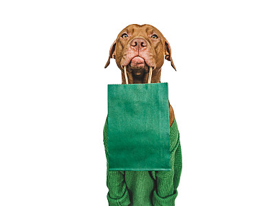 纯种犬