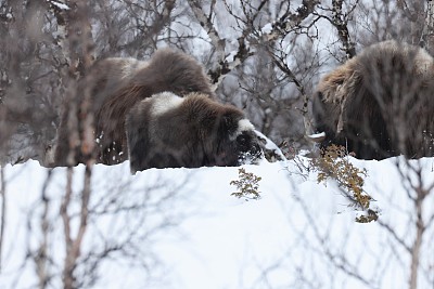 冬天的麝牛在Dovrefjell-Sunndalsfjella国家公园挪威