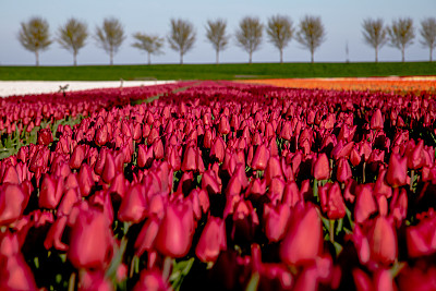 荷兰的春天场景，色彩鲜艳的郁金香田和一排树在荷兰北部的背景