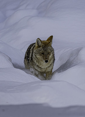 怀俄明州黄石国家公园的猛犸温泉区。冬天有雪。