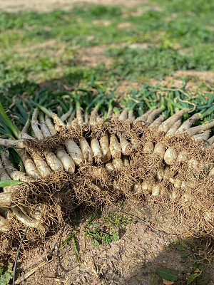 Cooking ‘calçots’ at home