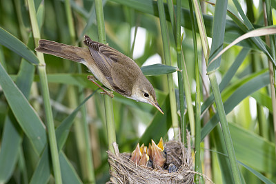 芦苇莺在鸟巢喂她的雏鸟