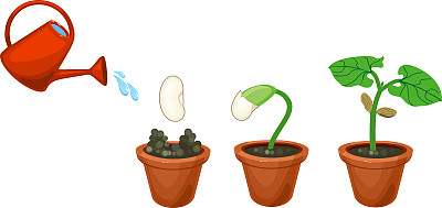 大豆发芽生长阶段的顺序:从种子到嫩芽，在白色背景的花盆中分离出绿叶