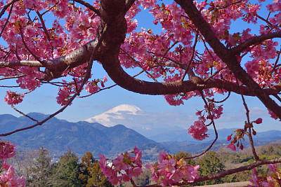 富士山和樱花:从神奈川县松田山眺望