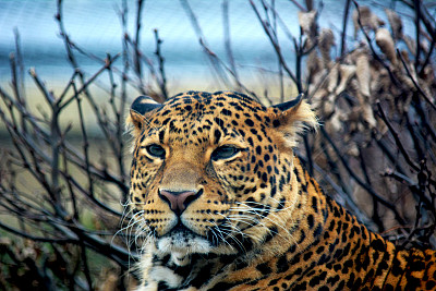 美丽的豹子平静地休息，看着相机。