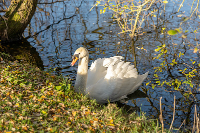 池塘边沉默的天鹅