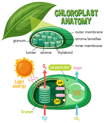 生物与生命科学教育叶绿体解剖示意图