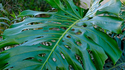 绿叶植物魔芋生长在野生攀缘树丛林，热带雨林植物常绿藤蔓灌木。热带丛林树叶图案的概念背景。