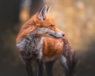 狐狸