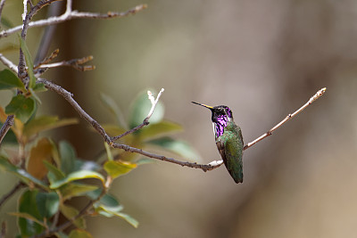 科斯塔蜂鸟 - 萼萼科