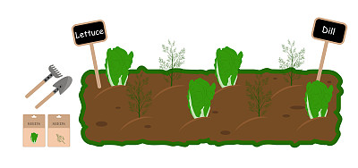 菜园里种植的一套不同的蔬菜。用莳萝，生菜，白色背景。园艺，自然，生长概念。矢量图