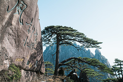 黄山“迎宾松”