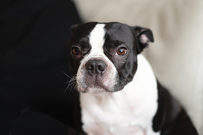 纯种犬
