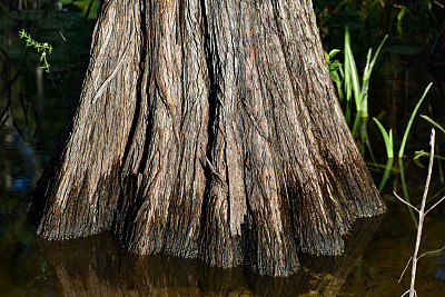 沼泽里的柏树树桩和膝盖