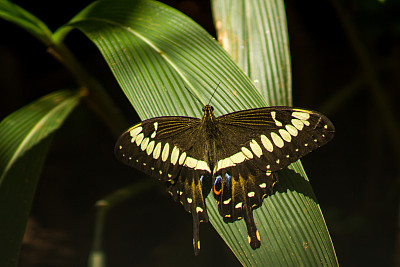 壮观的大燕尾蝶