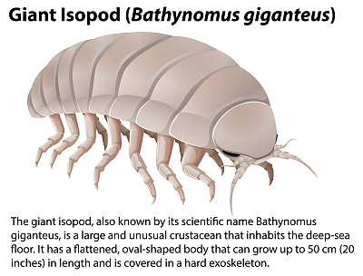 巨型等足类动物(Bathynomus Giganteus)与信息文本