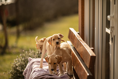寻回犬