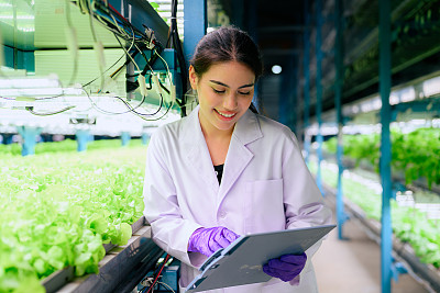 研究人员在温室农业中开发蔬菜品种