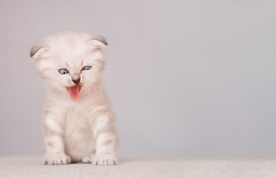 小猫