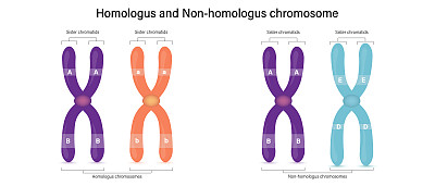 同源染色体与非同源染色体(异同源染色体)的差异。用于科学和医学教育的载体。