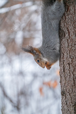 冬天，一只松鼠倒立在树上吃坚果