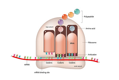 核糖体。翻译过程。RNA定向合成多肽。信使rna。tRNA。生物蛋白合成。