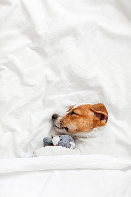 梗犬