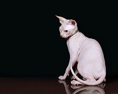 小猫