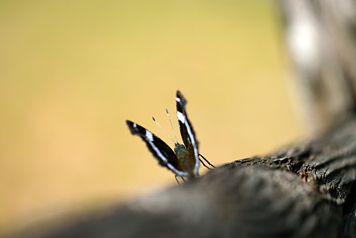 越冬后，蓝色海军上将(Ruritateha)蝴蝶在春天的阳光下愉快地张开和合上翅膀。特写微距照片。
