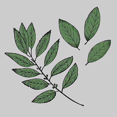 配月桂叶。手绘一棵月桂树的树枝和树叶。象征胜利的插图和烹饪的香料。设计元素。矢量