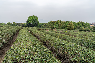 阴天的茶园