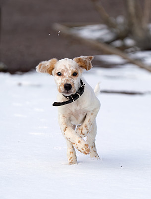 英国塞特犬，挪威Vestfold