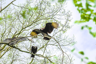 三只土耳其秃鹫坐在树上