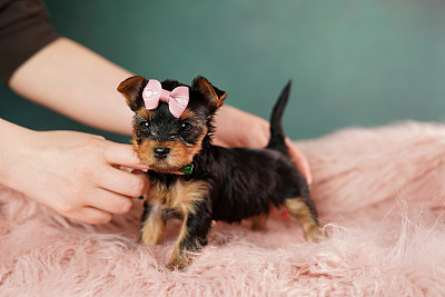 纯种犬