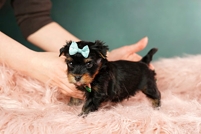 纯种犬