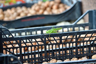秋天，巨大的绿色灌木丛蟋蟀站在一箱坚果上