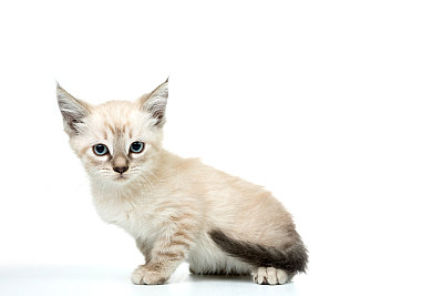 小猫