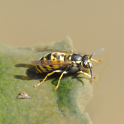 一只成年德国黄背心黄蜂(Vespula germanica)在水池里喝水