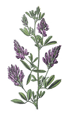 紫花苜蓿或苜蓿(紫花苜蓿)-白色背景上孤立的老式彩色插图
